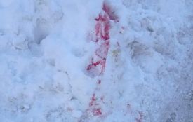 У центрі Козятина помітили розлиту отруту для собак?