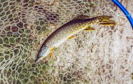 Нерест щуки: особливості життя «прісноводного хижака» та правила для рибалок