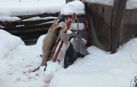 Агресивна чапля мітила у око, кусала пальці і, врешті, втекла від свого рятівника