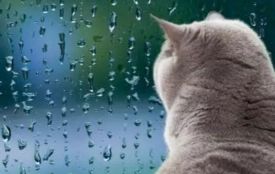 «Не поспішайте знімати шапки». Яку погоду прогнозують на найближчі дні