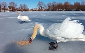 Спробував сісти, як сідає на воду та подер лапи об жорсткий лід
