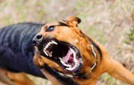 Майже 500 щеплень і понад 700 постраждалих: на Вінниччині б’ють на сполох через укуси тварин