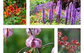 Що посадити у березні, щоб сад квітнув до осені: поради дизайнерів