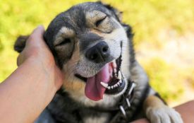 У Козятині триває планова стерилізація безпритульних тварин