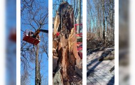 У Козятинському парку кронують молоді та видаляють аварійні дерева