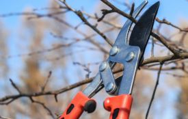 Обрізка вишні та черешні: як запобігти загущенню крони