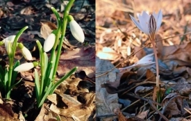 «Первоцвіт-2026» на Вінниччині: які квіти заборонено зривати та які штрафи загрожують