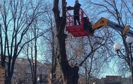 «Якщо хочеш, щоб дерево загинуло — кронуй його методом топінгу»