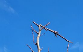 «Навмисно зламали верхівки молодих дерев»