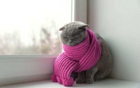 Погода готує несподіванку. В Україну йде похолодання з мокрим снігом