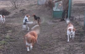 З проблемою не стерилізованих бездомних собак треба звертатися з заявою до ЖКГ