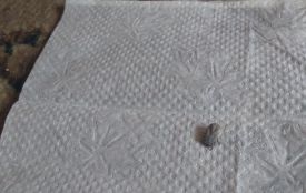 Сезонна загроза і перші жертви паразитів кровососів — кліщів