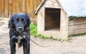 У Держпродспоживслужбі пояснили про закон утримання собак на прив’язі