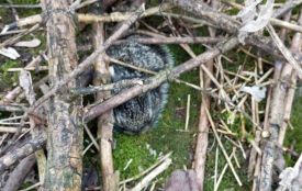 Не паліть траву, вже з’явилися зайченята