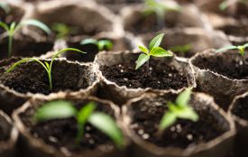 Історія, заборони і прикмети 21 березня