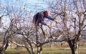 Пробуджують сади завчасно: метеорологи оцінили ризики для врожаю Вінниччини