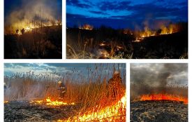 Нищать гектари природи: пожежі на Вінниччині вбивають сотні тварин та птахів