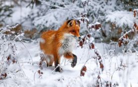 Козятинським УТМР відстріляли 64 лиси із них 2 виявилися хворими на сказ