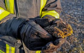 Досить палити траву: через вашу недбалість заживо згорають тварини