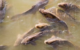 На Вінниччині розпочинаються профілактичні заходи — «Нерест»