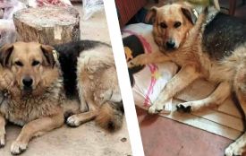 Мілашка зникла. Кажуть, бачили її під Блажіївкою