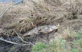 «Було не по собі, коли тягнули до ями майже 30-кілограмового товстолоба»