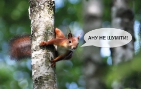 У лісах Вінниччини розпочинається сезон тиші. Що варто знати