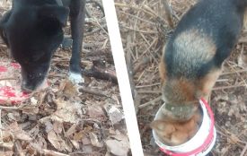 «Хтозна, скільки вони були прив'язані, незрозуміло, чому їх прив’язали»