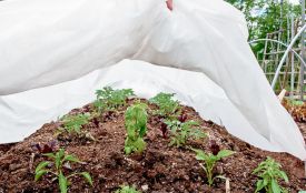 5 надійних способів врятувати сад від квітневих заморозків