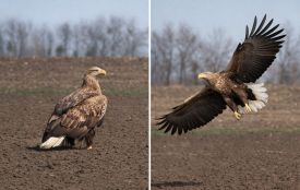 У небі над Зозулинцями помітили справжнє диво природи — орлана-білохвостого