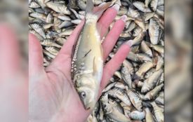 У селі Пиковець прибрали водойму та прилеглу територію і закупили 300 кг коропа