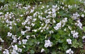 Історія, заборони та прикмети 18 квітня