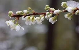 Потепліє аж у травні. Прогноз погоди на тиждень