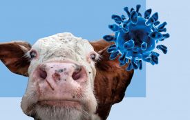 Загострення епізоотичної ситуації в світі щодо ящуру. Що варто знати?