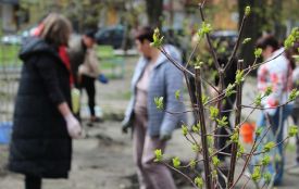 У сквері Козятина висадили декоративні та низькорослі дерева