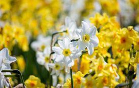 В цей день вітайте Єлизавету та Станіслава. Історія, заборони та прикмети 24 квітня