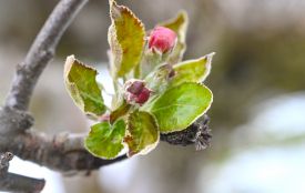 Від +17 до -5: погода готує козятинчанам «сюрприз»