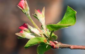 Історія, заборони та прикмети 25 квітня