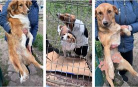 Їх знайшли колись біля переїзду на Білій Казармі, а тепер терміново шукають нових опікунів