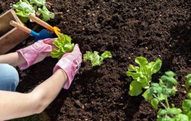 Що потрібно зробити в травні в саду і на городі. Підготували чек-лист із справ