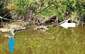 На Водокачці поселилася велика група черепах
