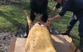Уже на початку року придбали 20 голів свиней, аби забезпечувати ЗСУ домашньою продукцією