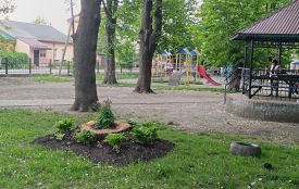 Перетворили пеньки на креативні квітники
