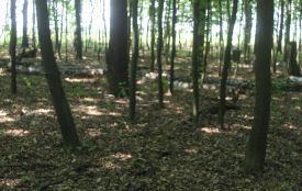 Все робили, як у лісорубному квитку та щось пішло не так і зрізали красеня дуба