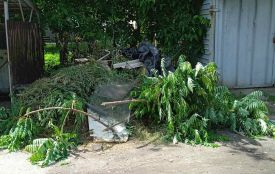 «Я їх ростив чотири роки, глядів, а він взяв і безбожно обрізав»