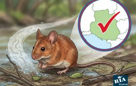 Смертельна загроза у водоймах: на Вінниччині виявили першого пацієнта з лептоспірозом