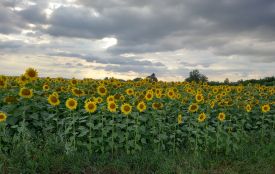 Козятинські соняхи — склади пазл