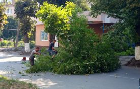 Біля Козятинської ЦРЛ ріжуть каштани