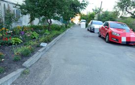 Отруїли вагітну кішку в дворі багатоповерхівки у Козятині