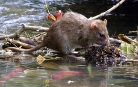 Лептоспіроз на Козятинщині забрав життя двох чоловіків